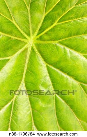 Leaf detail View Large Photo Image Picture - Leaf detail. Fotosearch