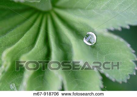 Leaf detail with water droplet close up England, UK View Large Photo Image Stock Photograph - Leaf detail with water droplet close up England, UK. Fotosearch