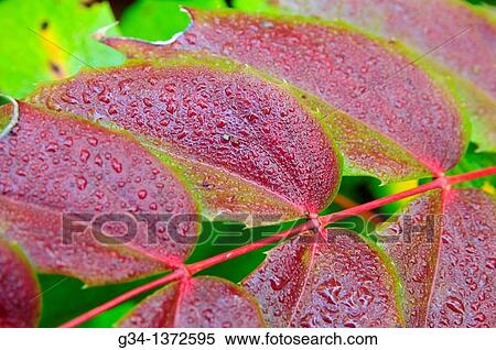 Leaf Dew View Large Photo Image Stock Photography - Leaf Dew. Fotosearch
