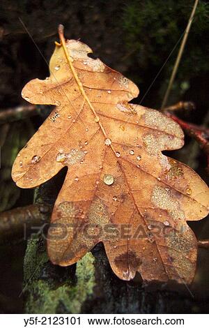 Leaf fallen over the forest ground. View Large Photo Image Stock Image - Leaf fallen over the forest ground.. Fotosearch