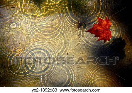 Leaf floating in pond View Large Photo Image Stock Image - Leaf floating in pond. Fotosearch