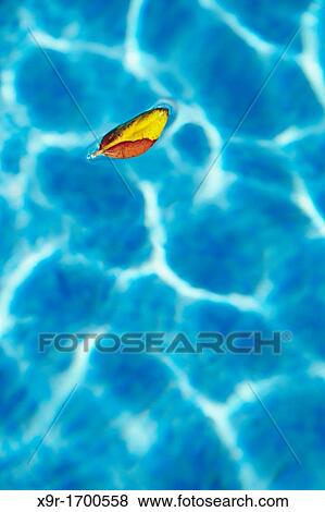 Leaf floating on a swimmingpool Alicante Spain View Large Photo Image Stock Photo - Leaf floating on a swimmingpool Alicante Spain. Fotosearch