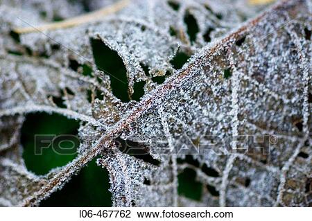 Leaf in decay (with hoarfrost) View Large Photo Image Stock Image - Leaf in decay (with hoarfrost). Fotosearch