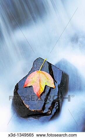 Leaf in Water View Large Photo Image Stock Photography - Leaf in Water. Fotosearch