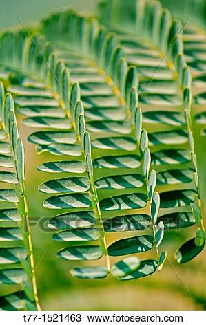 Stock Image - Leaf of Caesalpinia pulcherrima, Peacock Flower. Fotosearch