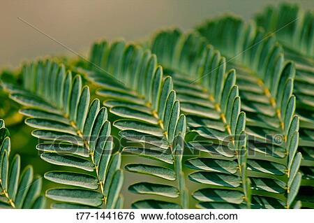 Stock Photograph - Leaf of Caesalpinia pulcherrima. Fotosearch