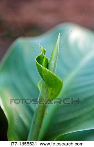 Leaf of Canna indica View Large Photo Image Stock Image - Leaf of Canna indica. Fotosearch