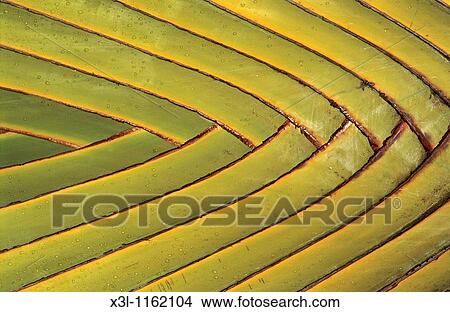 Leaf of palm tree Dominican Republic View Large Photo Image Picture - Leaf of palm tree Dominican Republic. Fotosearch