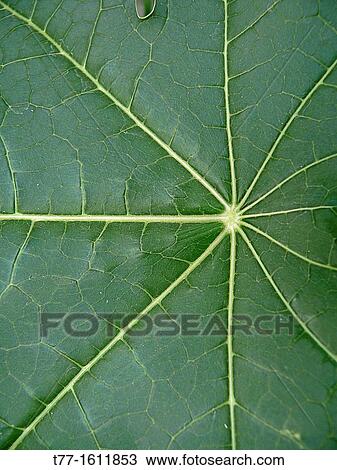 Leaf of Papaya, Carica papaya, Caricaceae View Large Photo Image Stock Image - Leaf of Papaya, Carica papaya, Caricaceae. Fotosearch