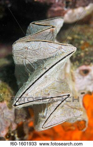 Stock Image - Leaf oyster, Lopha folium, covered with white sponge, Pohnpei, Federated States of Micronesia.. Fotosearch