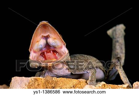 Leaf-Tailed Gecko, uroplatus fimbriatus, Adult with Open Mouth, Aggressive Behavior View Large Photo Image Stock Photograph - Leaf-Tailed Gecko, uroplatus fimbriatus, Adult with Open Mouth, Aggressive Behavior. Fotosearch