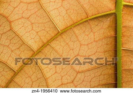 Leaf Vein and Cell Structure Detail in Botanical Garden Erfurt. Germany. View Large Photo Image Stock Image - Leaf Vein and Cell Structure Detail in Botanical Garden Erfurt. Germany.. Fotosearch
