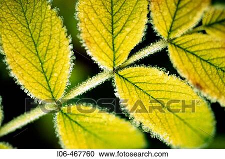 Leaf with hoarfrost View Large Photo Image Stock Image - Leaf with hoarfrost. Fotosearch