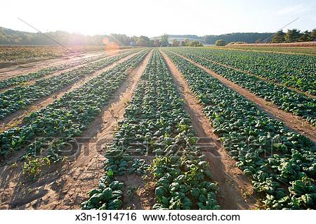 Leafy green vegetables in rows on a farm, Glen Arm Maryland USA View Large Photo Image Stock Photograph - Leafy green vegetables in rows on a farm, Glen Arm Maryland USA. Fotosearch