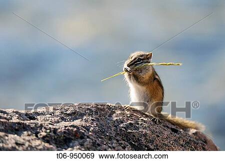 Least chipmunk feeding Tamias minimus Jasper National Park, Rocky Mountains, Alberta, Canada View Large Photo Image Stock Photo - Least chipmunk feeding Tamias minimus Jasper National Park, Rocky Mountains, Alberta, Canada. Fotosearch