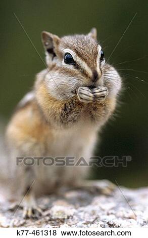 Least Chipmunk (Tamias minimus), feeding. South Dakota, USA View Large Photo Image Stock Photo - Least Chipmunk (Tamias minimus), feeding. South Dakota, USA. Fotosearch
