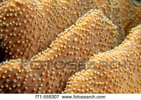 Leather coral (Lobophyton sp. ) texture detail. Ha? apai Group. Tonga. South Pacific Ocean. View Large Photo Image Stock Photo - Leather coral (Lobophyton sp. ) texture detail. Ha? apai Group. Tonga. South Pacific Ocean.. Fotosearch