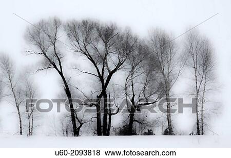 Leaveless Cottonwood trees appear in a stark winter scene in Idaho. View Large Photo Image Stock Photo - Leaveless Cottonwood trees appear in a stark winter scene in Idaho.. Fotosearch