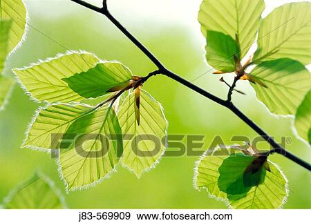 Leaves beech tree in spring. Germany. View Large Photo Image Stock Photo - Leaves beech tree in spring. Germany.. Fotosearch