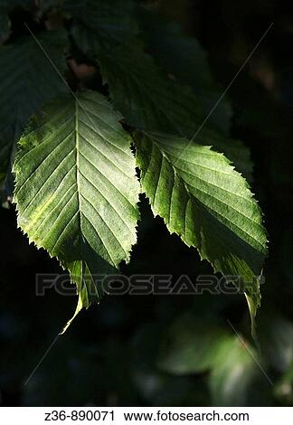 Leaves, close-up View Large Photo Image Stock Image - Leaves, close-up. Fotosearch