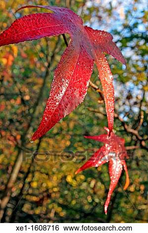 leaves, forest, Vallgorguina, Catalonia, Spain. View Large Photo Image Stock Photograph - leaves, forest, Vallgorguina, Catalonia, Spain.. Fotosearch