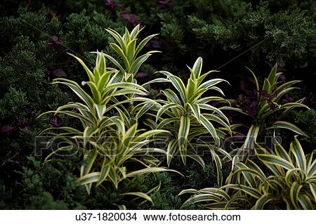 Leaves. Image taken at Beipu, Taiwan. View Large Photo Image Picture - Leaves. Image taken at Beipu, Taiwan.. Fotosearch