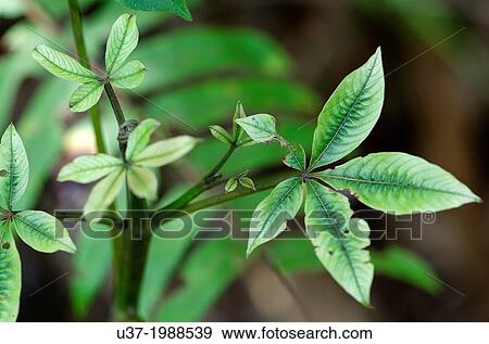 Stock Photo - Leaves. Image taken at Kampung Satau, Kuching, Sarawak, Malaysia.. Fotosearch