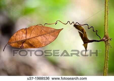 Leaves. Image taken at Kampung Satau, Kuching, Sarawak, Malaysia. View Large Photo Image Stock Photograph - Leaves. Image taken at Kampung Satau, Kuching, Sarawak, Malaysia.. Fotosearch