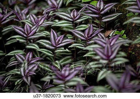 Stock Image - Leaves. Image taken at Shangri-La Farm Resort, Taiwan.. Fotosearch