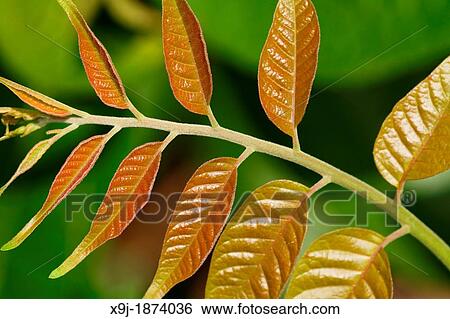 Stock Photograph - Leaves in the wild, tropical. Fotosearch