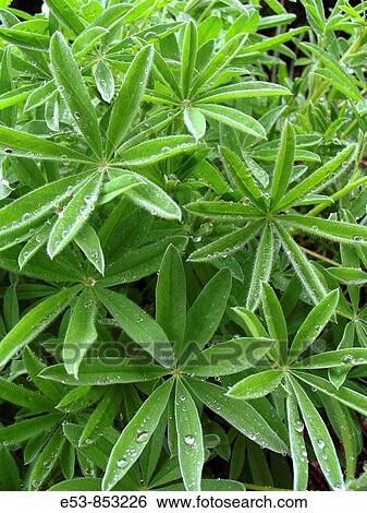 Leaves of Alpine Lupine, Sourdough Ridge Trail, Mt. Rainier National Park, Washington state, US View Large Photo Image Stock Photograph - Leaves of Alpine Lupine, Sourdough Ridge Trail, Mt. Rainier National Park, Washington state, US. Fotosearch