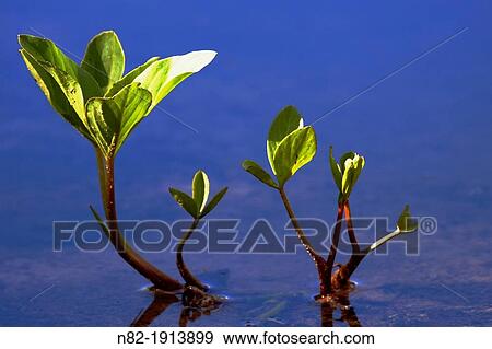 Leaves of Bogbean or Buckbean Menyanthes trifoliata - Region Hesselberg, Bavaria/Germany View Large Photo Image Stock Photo - Leaves of Bogbean or Buckbean Menyanthes trifoliata - Region Hesselberg, Bavaria/Germany. Fotosearch