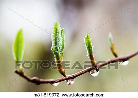 Leaves of Indian Plum (Oemleria cerasiformis). Saanich, British Columbia, Canada, 3 February 2006. View Large Photo Image Stock Image - Leaves of Indian Plum (Oemleria cerasiformis). Saanich, British Columbia, Canada, 3 February 2006.. Fotosearch
