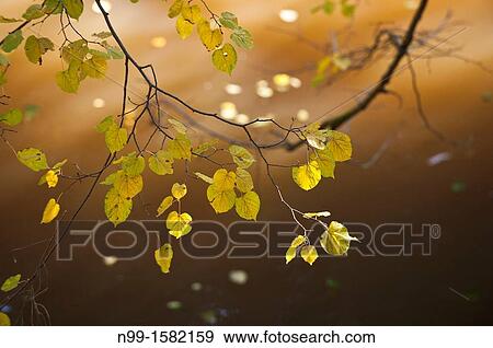 Leaves of lime tree Tilia, autumn colours, River Waldnaab, Upper Palatinate, Bavaria View Large Photo Image Stock Photo - Leaves of lime tree Tilia, autumn colours, River Waldnaab, Upper Palatinate, Bavaria. Fotosearch