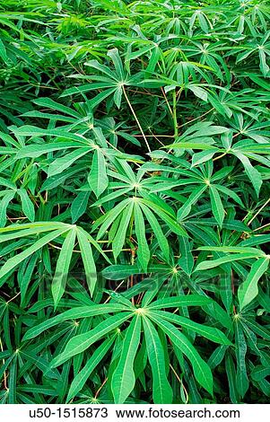 Leaves of Manioc Manihot utilissima  Euphorbiaceae Stock 