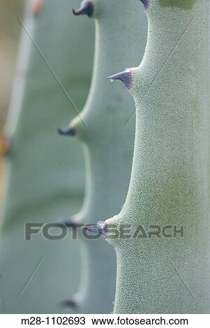 Leaves of the Agave deserti or Century Plant, Sonoran Desert, Anza-Borrego State Park California View Large Photo Image Stock Image - Leaves of the Agave deserti or Century Plant, Sonoran Desert, Anza-Borrego State Park California. Fotosearch