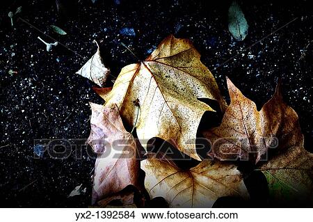 Picture - Leaves on a black background. Fotosearch