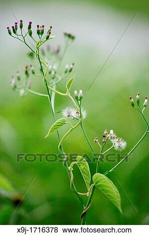 Leaves, plant of asia, Sarawak, Malaysia, Borneo. View Large Photo Image Stock Photo - Leaves, plant of asia, Sarawak, Malaysia, Borneo.. Fotosearch