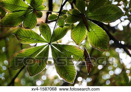 Leaves Silhouettes at Retiro Park in autumn, Madrid, Spain View Large Photo Image Stock Photo - Leaves Silhouettes at Retiro Park in autumn, Madrid, Spain. Fotosearch