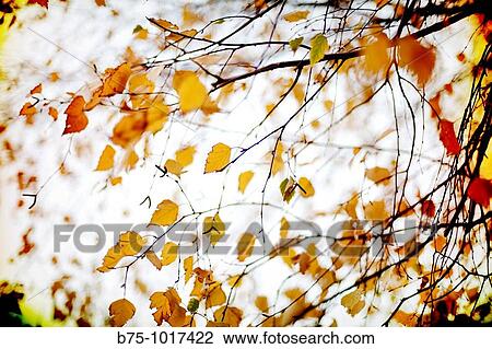 Leaves View Large Photo Image Stock Image - Leaves. Fotosearch