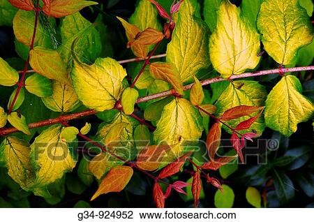 Leaves View Large Photo Image Stock Image - Leaves. Fotosearch