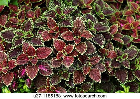 Leaves View Large Photo Image Stock Photo - Leaves. Fotosearch