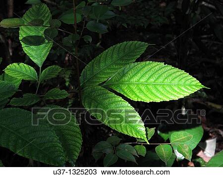 Leaves. Stutong Forest Reserve Parks, Kuching, Sarawak, Malaysia. View Large Photo Image Stock Image - Leaves. Stutong Forest Reserve Parks, Kuching, Sarawak, Malaysia.. Fotosearch