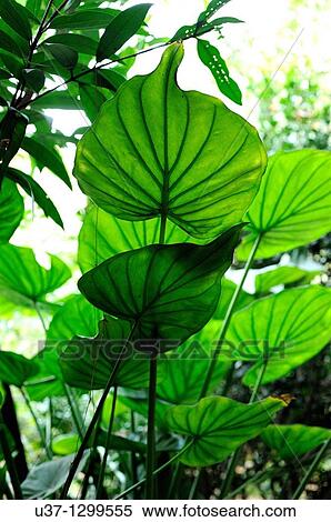 Leaves taken at Zhuhai. View Large Photo Image Stock Photography - Leaves taken at Zhuhai.. Fotosearch