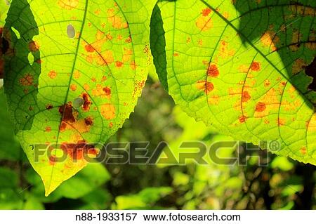 Stock Photo - Leaves Venezuela. Fotosearch