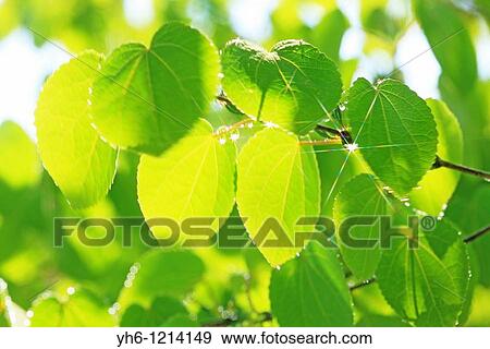 Leaves with dew drops, Japan, Fukushima Prefecture View Large Photo Image Stock Photo - Leaves with dew drops, Japan, Fukushima Prefecture. Fotosearch