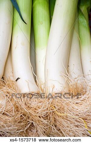 Leek (Allium ampeloprasum var. porrum) View Large Photo Image Stock Photo - Leek (Allium ampeloprasum var. porrum). Fotosearch