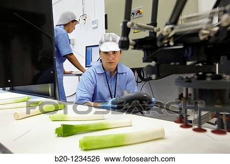 Leeks on food processing conveyor, AZTI-Tecnalia Marine and Food Research Center pilot plant, Derio, Bizkaia, Euskadi, Spain View Large Photo Image Stock Photograph - Leeks on food processing conveyor, AZTI-Tecnalia Marine and Food Research Center pilot plant, Derio, Bizkaia, Euskadi, Spain. Fotosearch