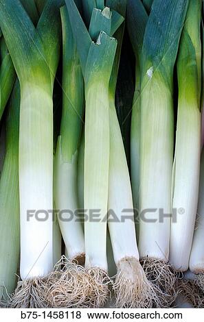 Stock Photo - Leeks. Fotosearch