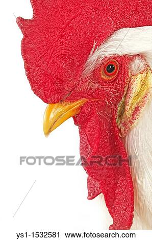 Stock Image - Leghorn Domestic Chicken, Portrait of Cockerel against White Background. Fotosearch
